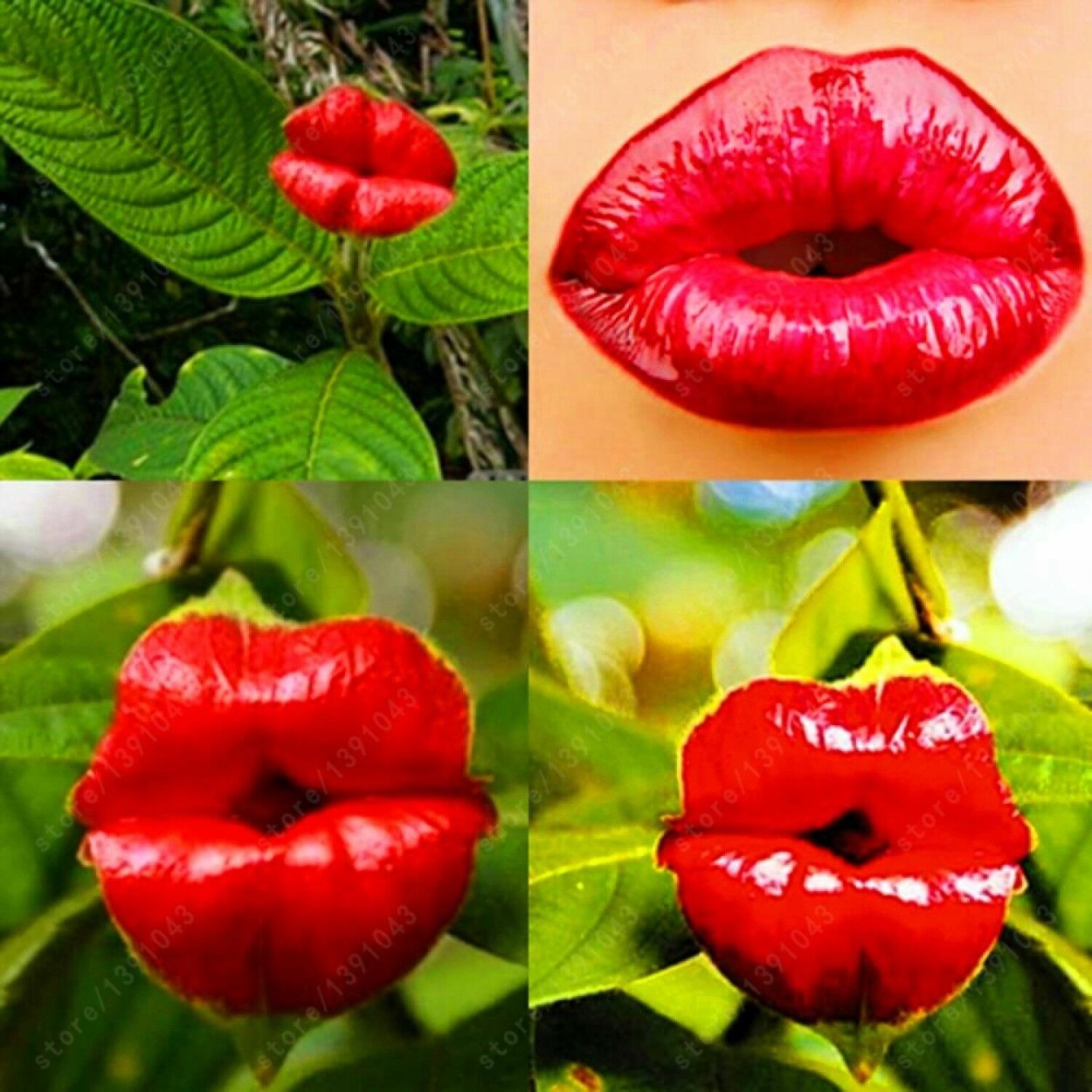 Литопс Psychotria elata