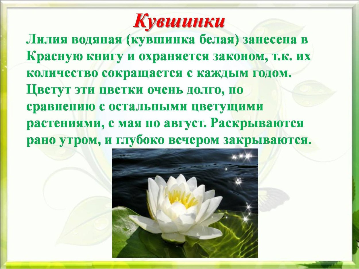Растения красной книги кувшинка белая