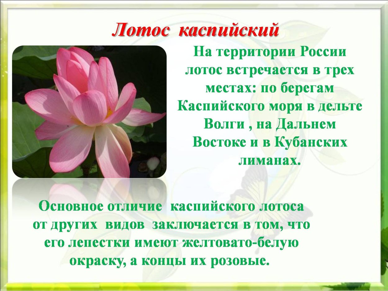 Лотос презентация