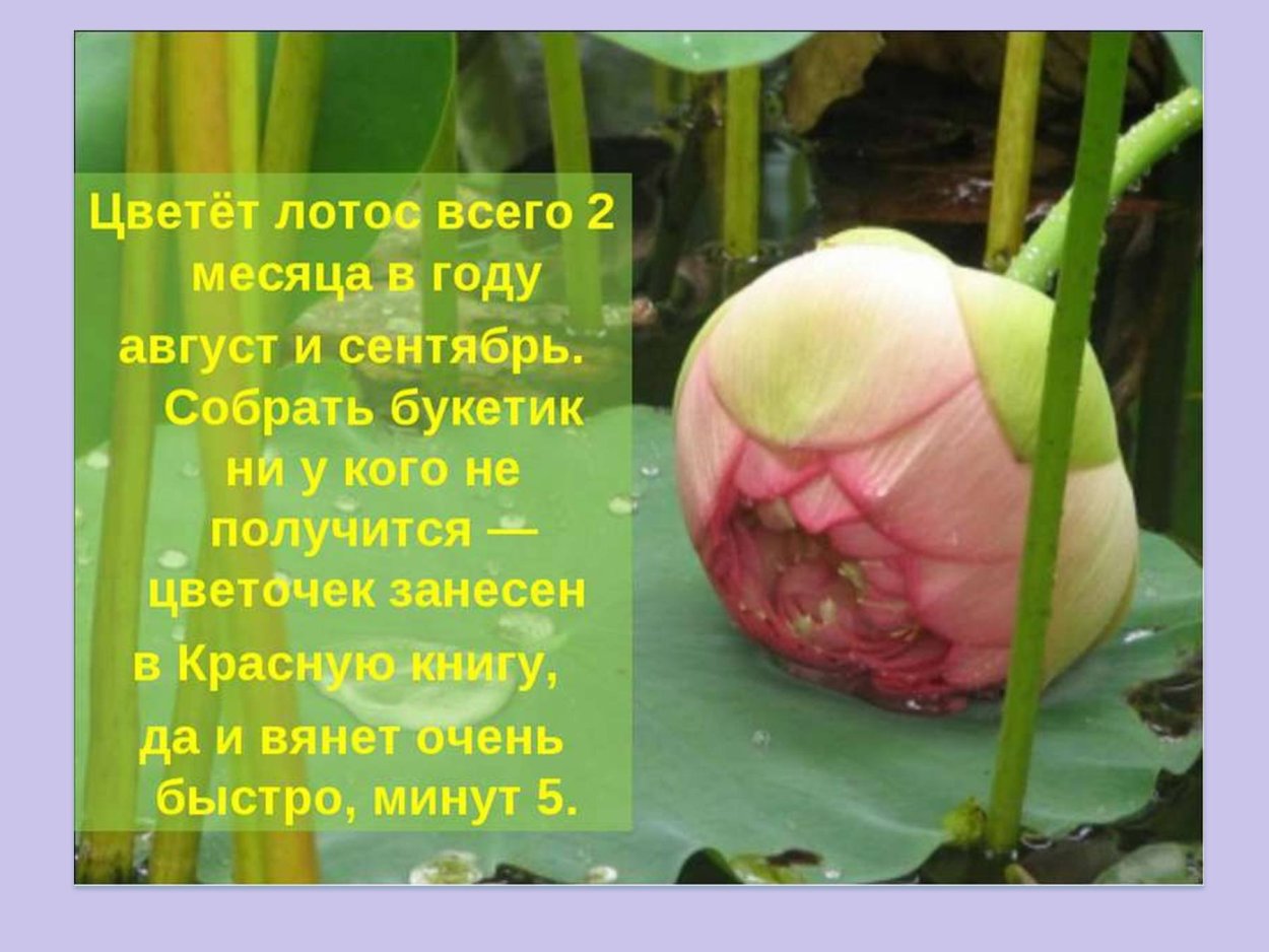 Лотос интересные факты