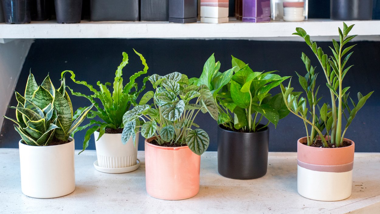 Sansevieria Plant