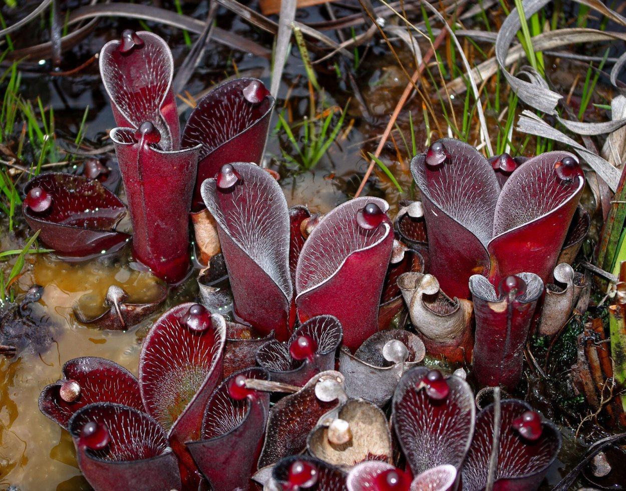 Taurus carnivorous Plants