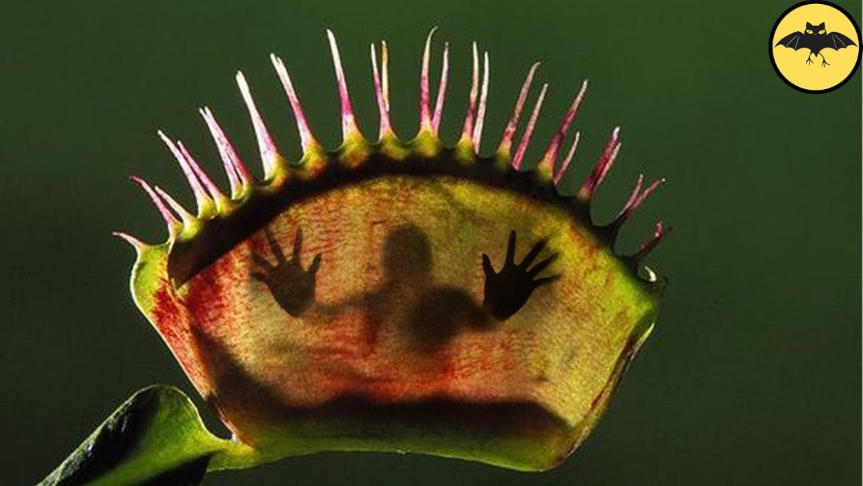 Дионея мухоловка