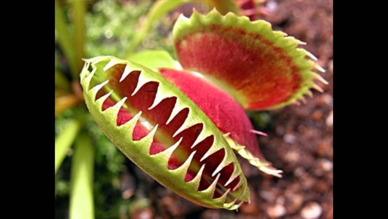 Венерина мухоловка башмачок