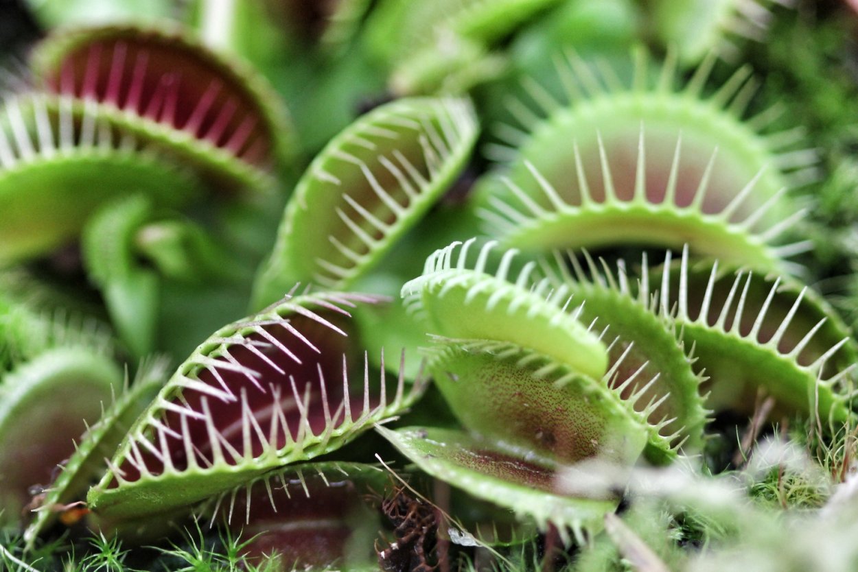 Кактус мухоловка