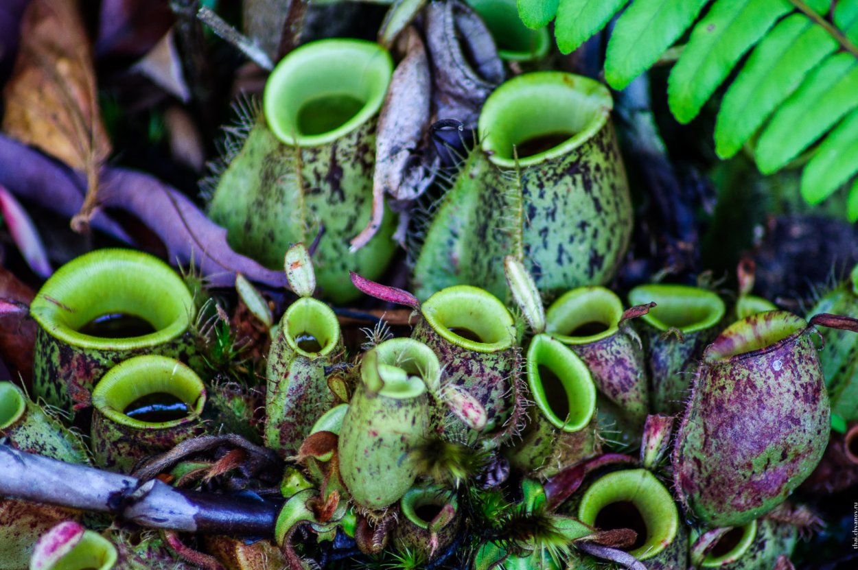 Венереггова мухоловка