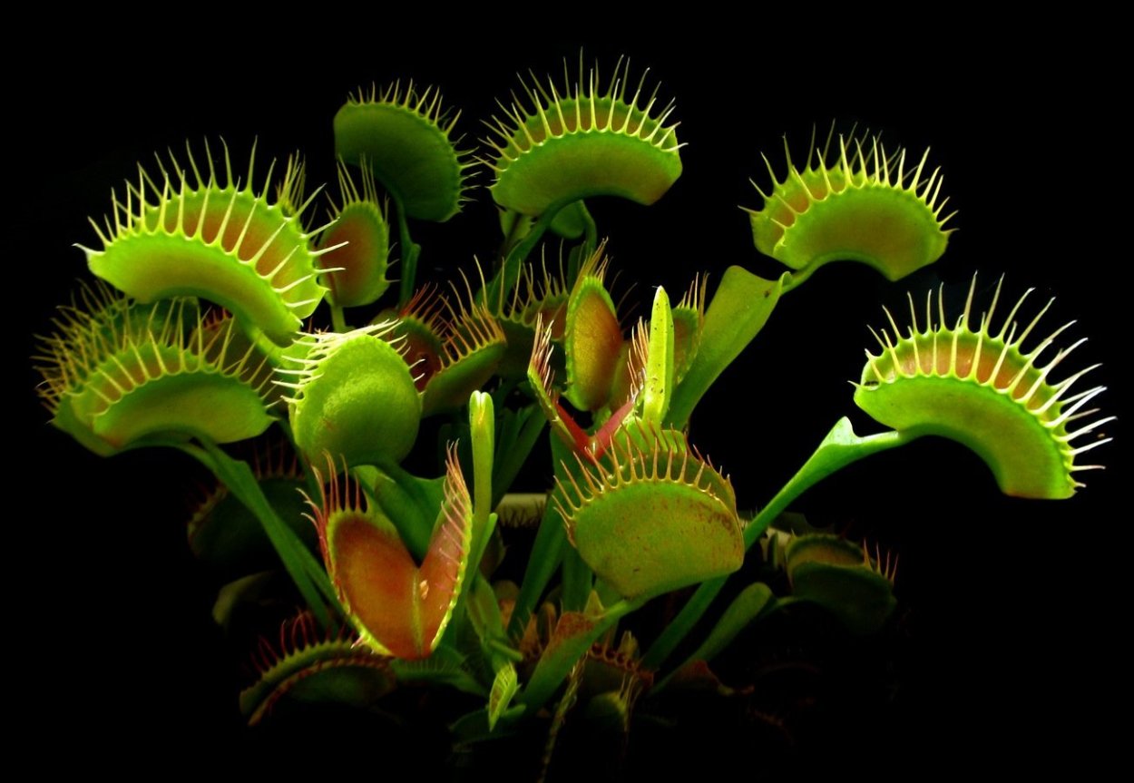 Росянка и Дионея