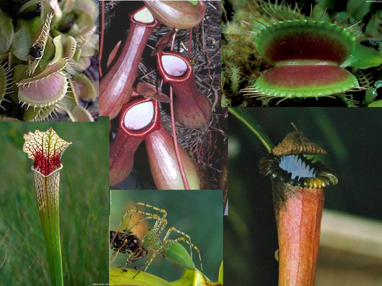 Непентес (Nepenthes)