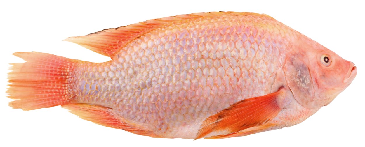 Tilapia Brasil