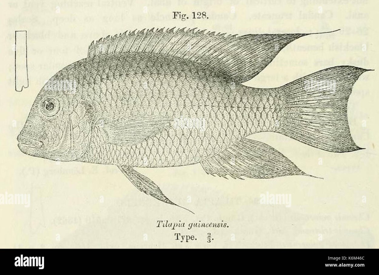 Sweet Water Fish