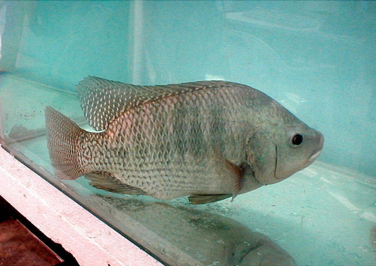 Рыба Red Tilapia