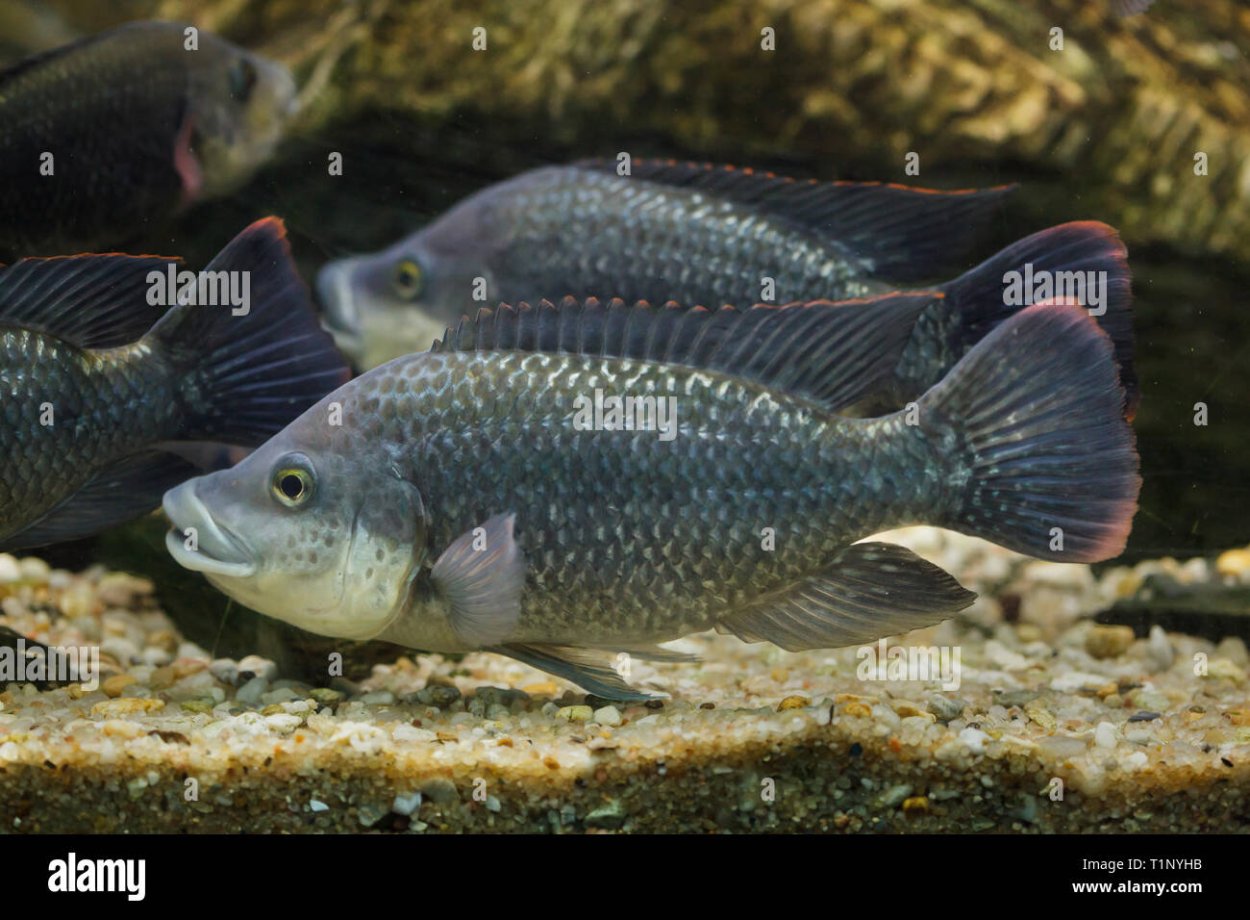 Oreochromis angolensis