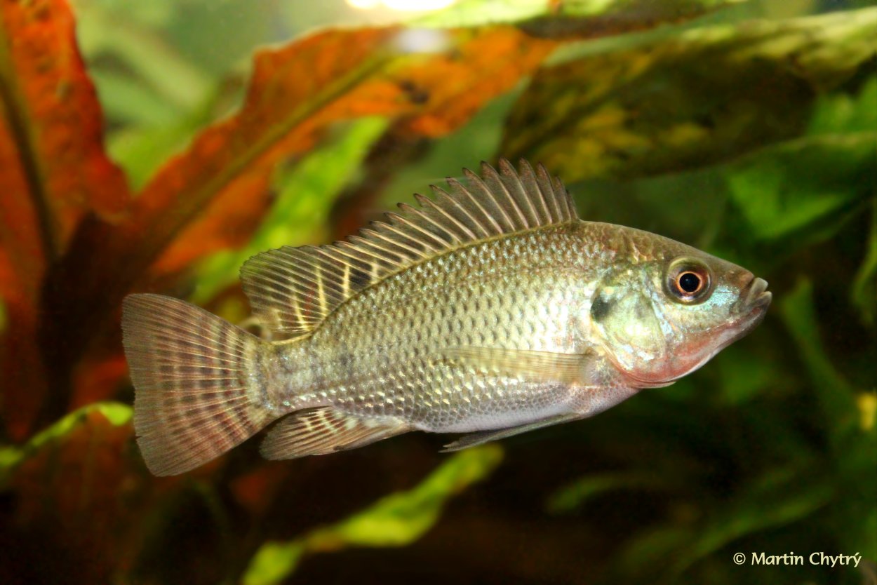 Нильская тиляпия Oreochromis niloticus