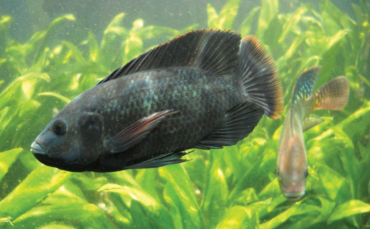 Oreochromis niloticus