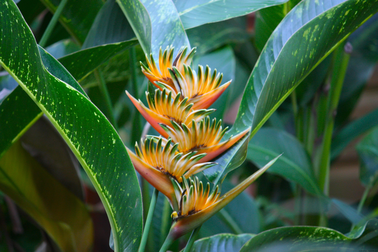 Чили Сельва тропические цветы