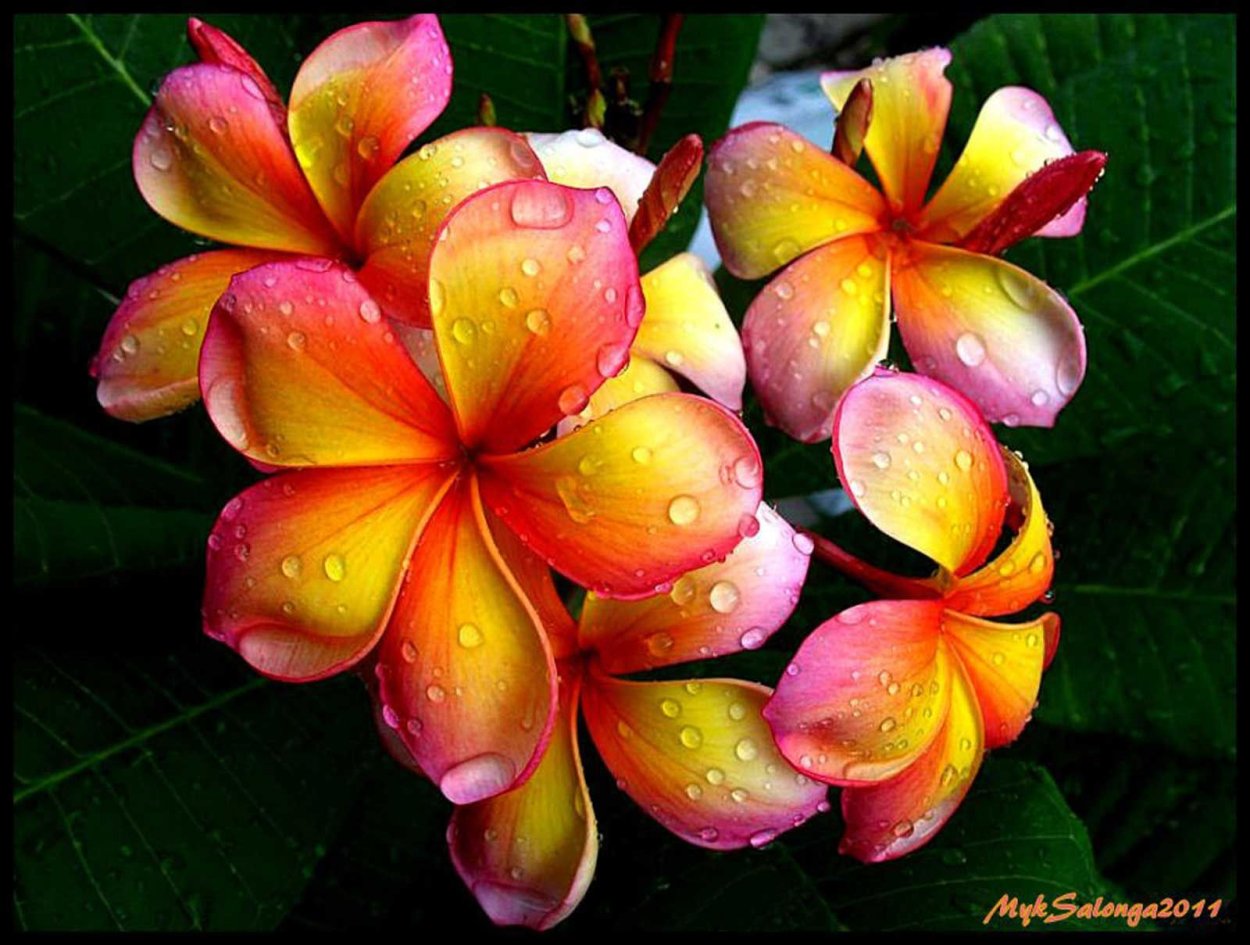 Цветы Плюмерия Франжипани