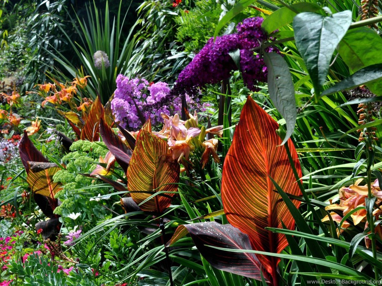 Геликоника Тропикал