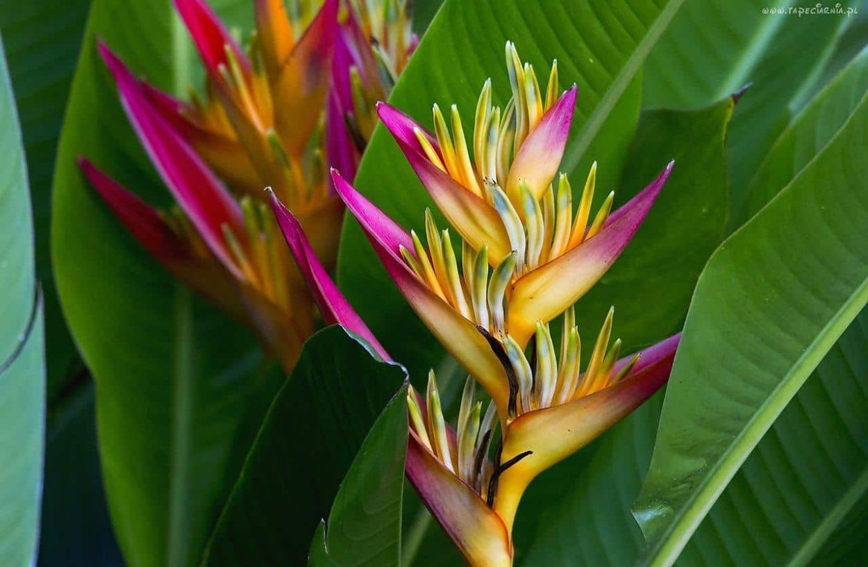 Геликония Тропикал