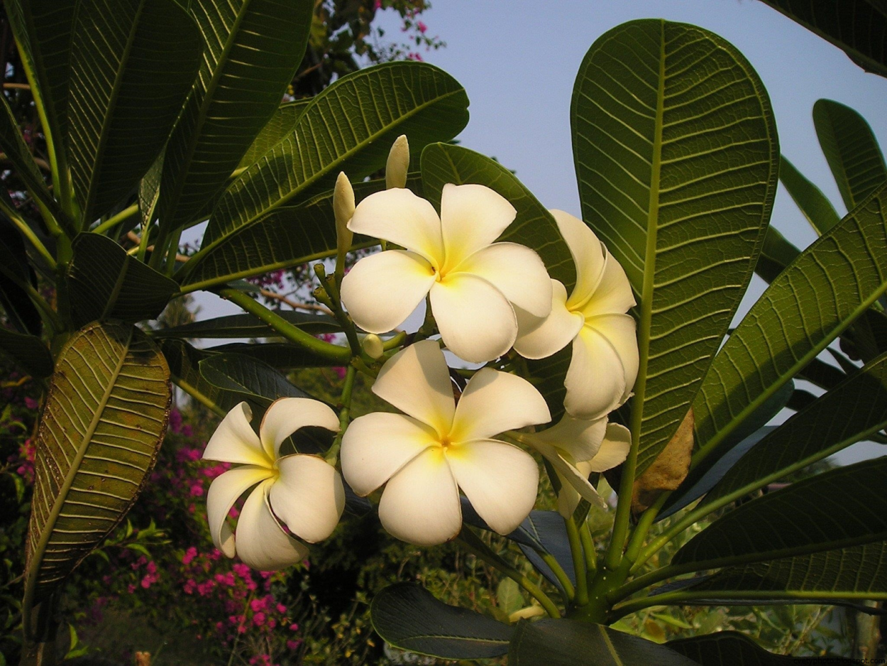 Магнолия Плюмерия
