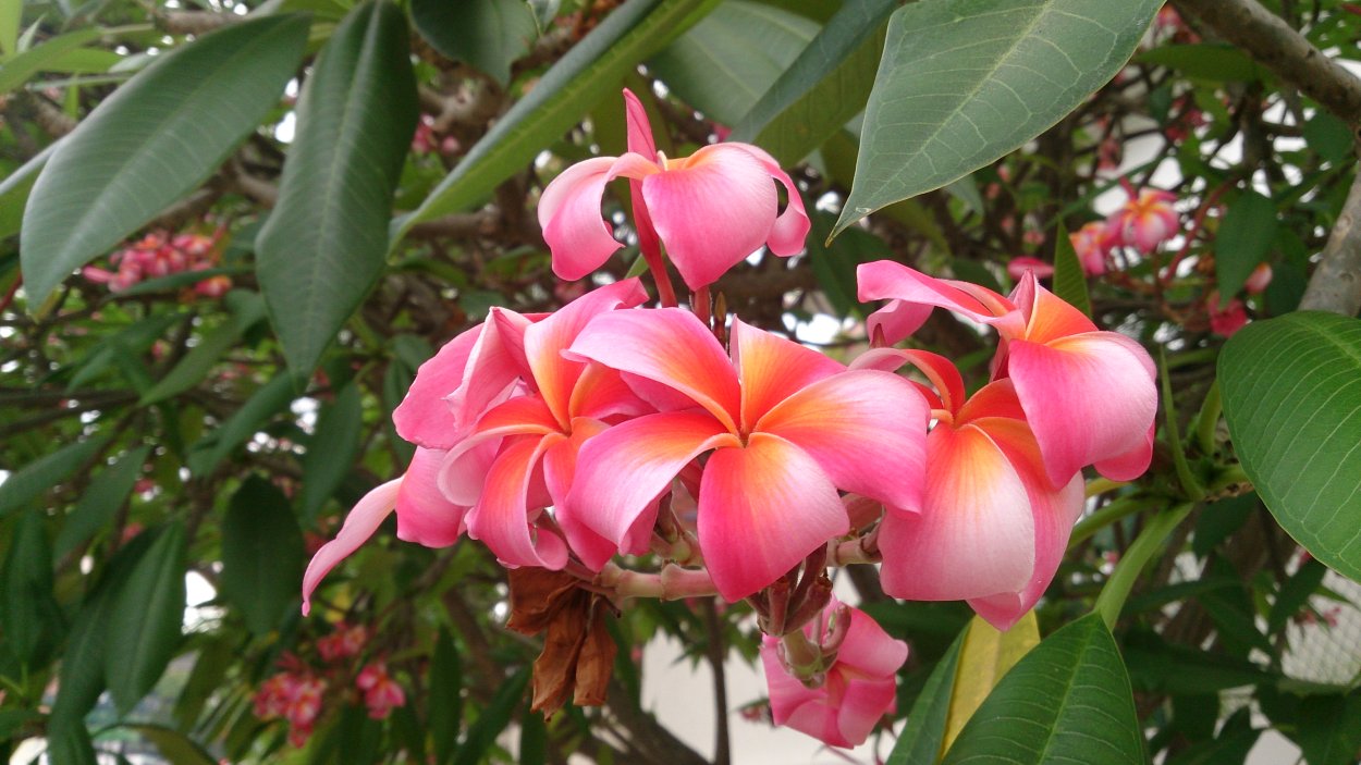 Plumeria rubra King Dazzling Kiss (Плюмерия)