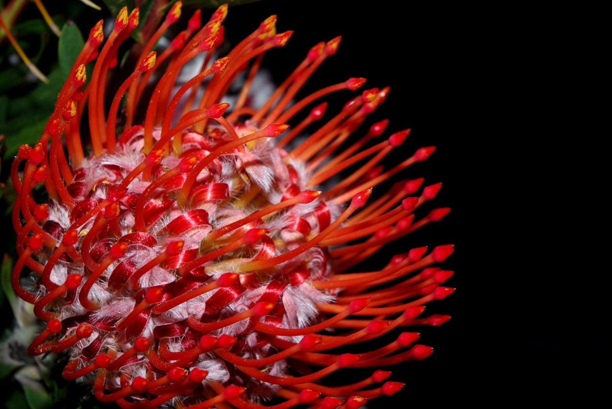 Красные экзотические цветы