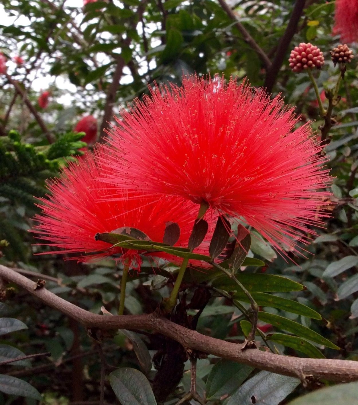 Австралийская Мимоза красная