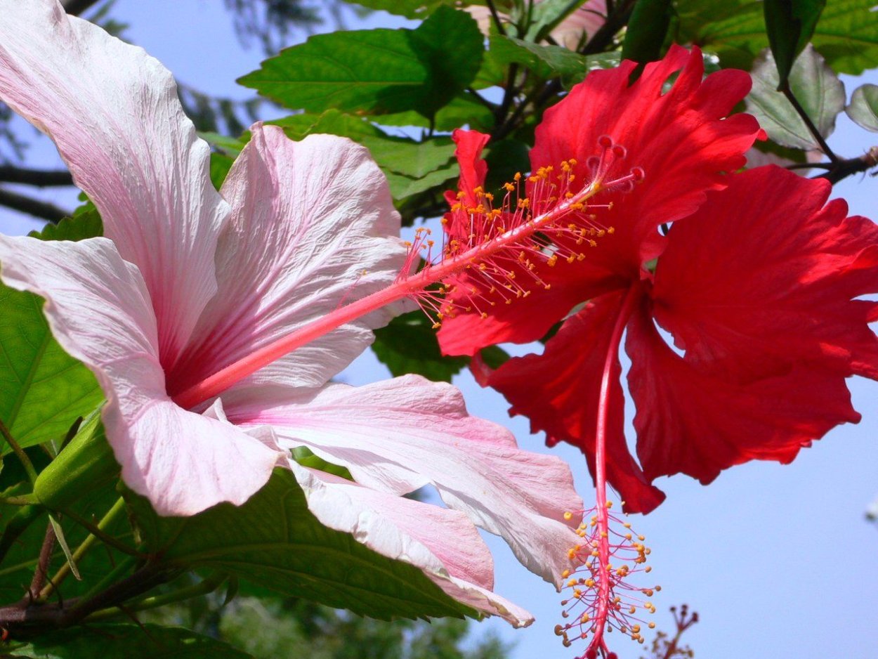 Гибискус Бенджамина