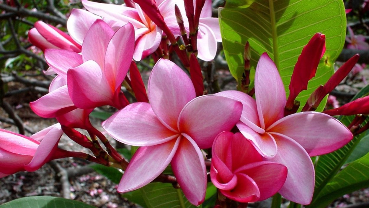 Плюмерия Ладаван