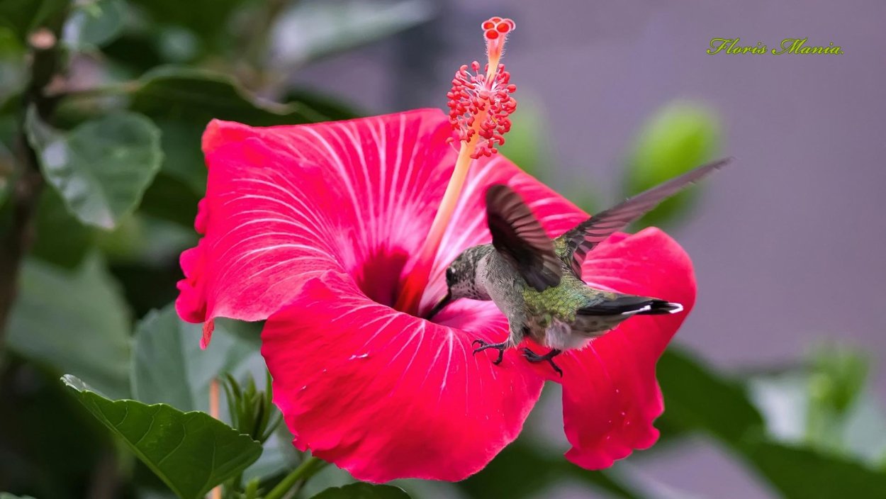 Гибискус и Колибри