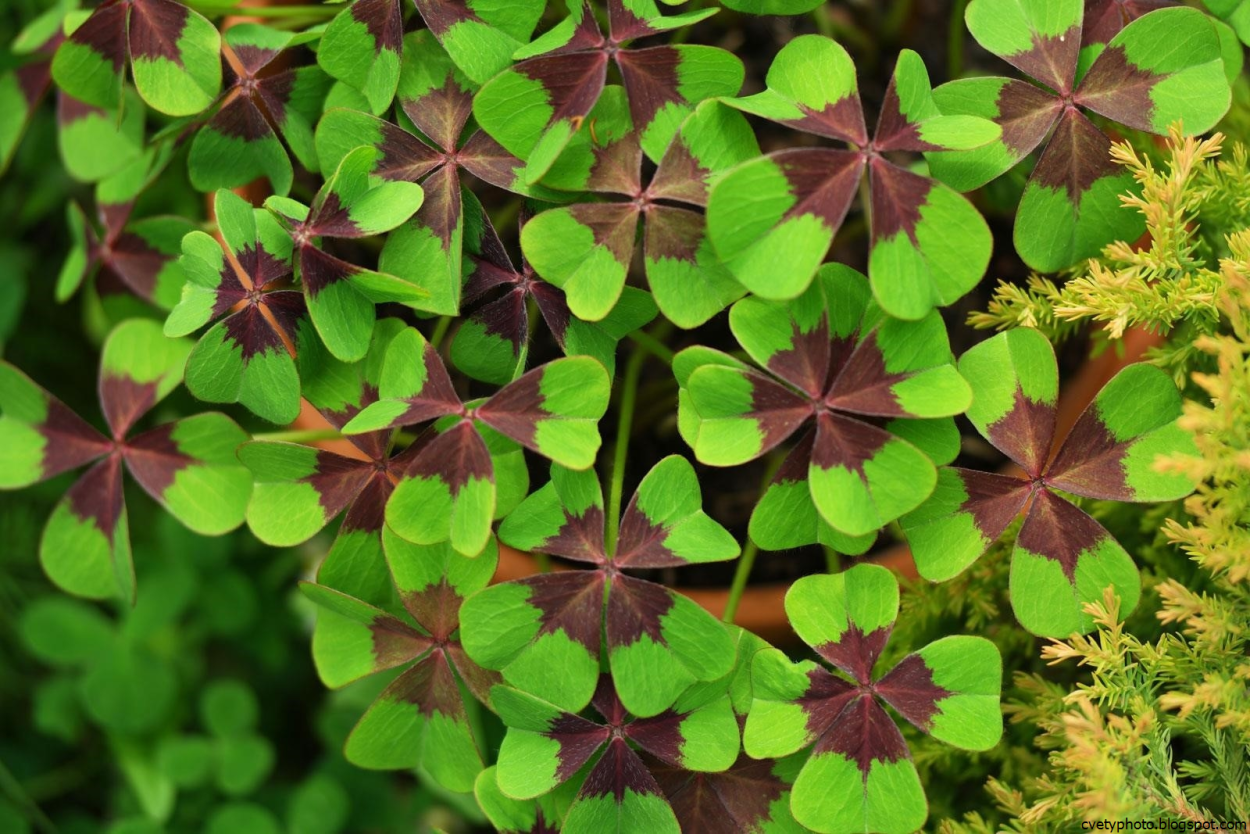 Кислица Ортгиса (Oxalis ortgiesii).