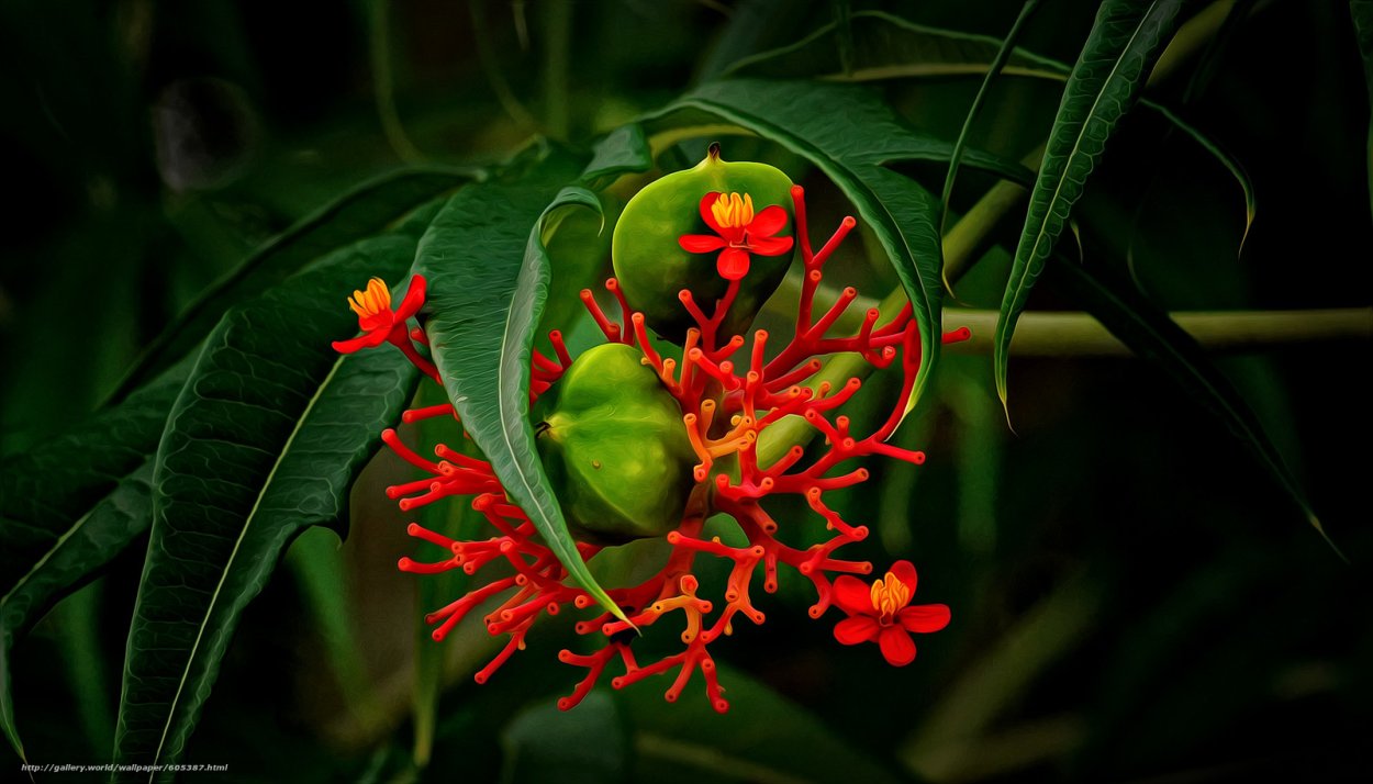 Капур качари растение