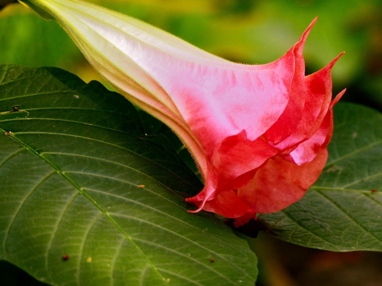 Бутоны экзотических цветов