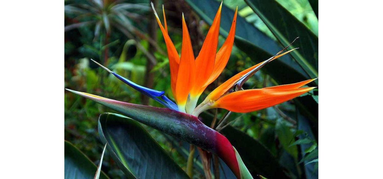 Стрелиция Reginae