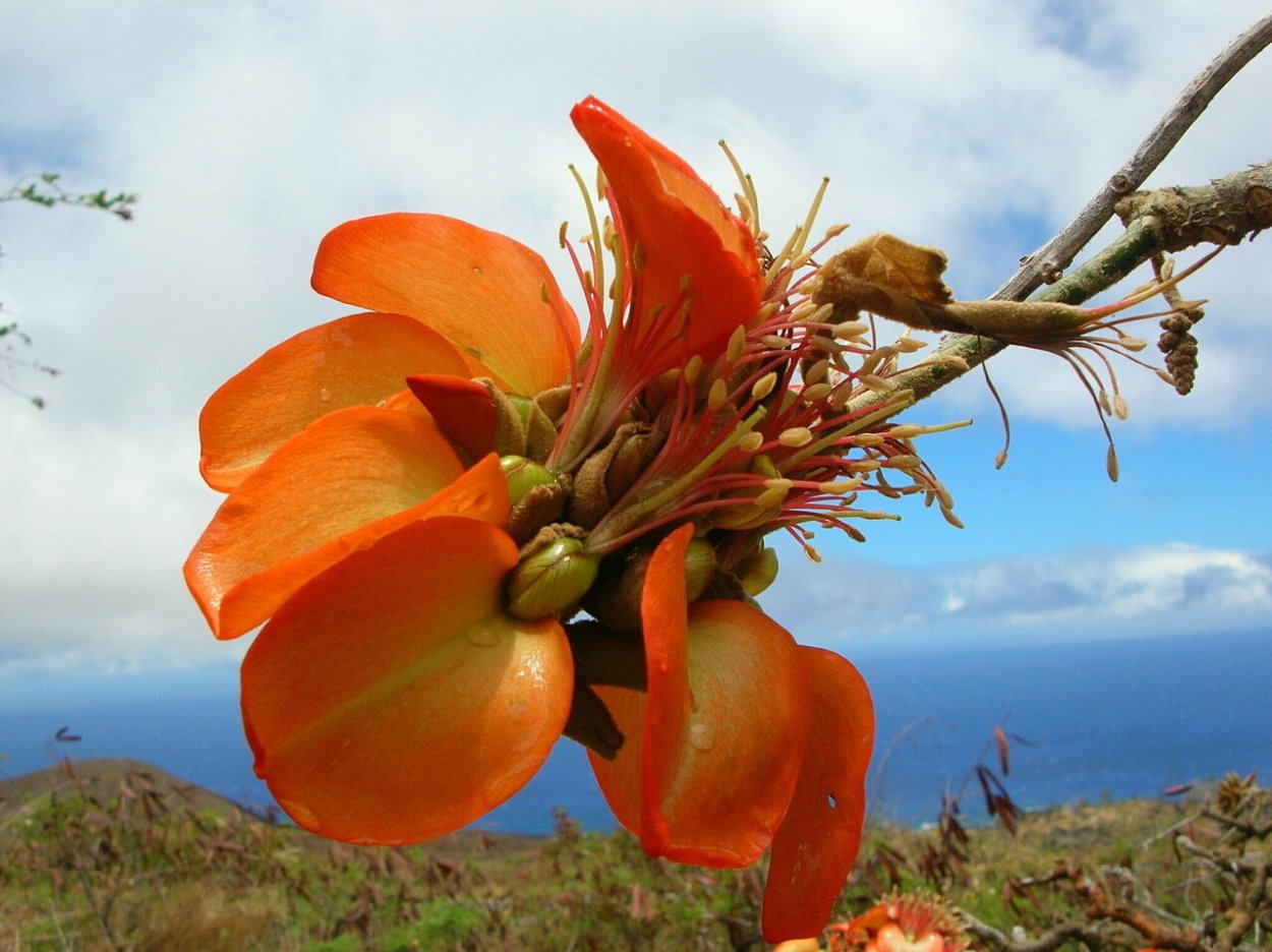 Erythrina sandwicensis