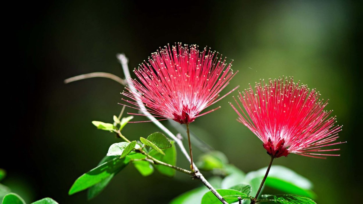 Цветы макро