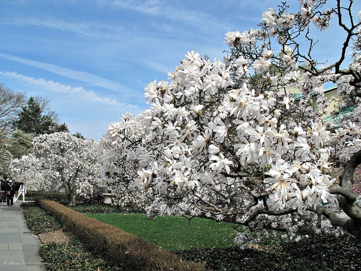 Дерево Магнолия в Сочи