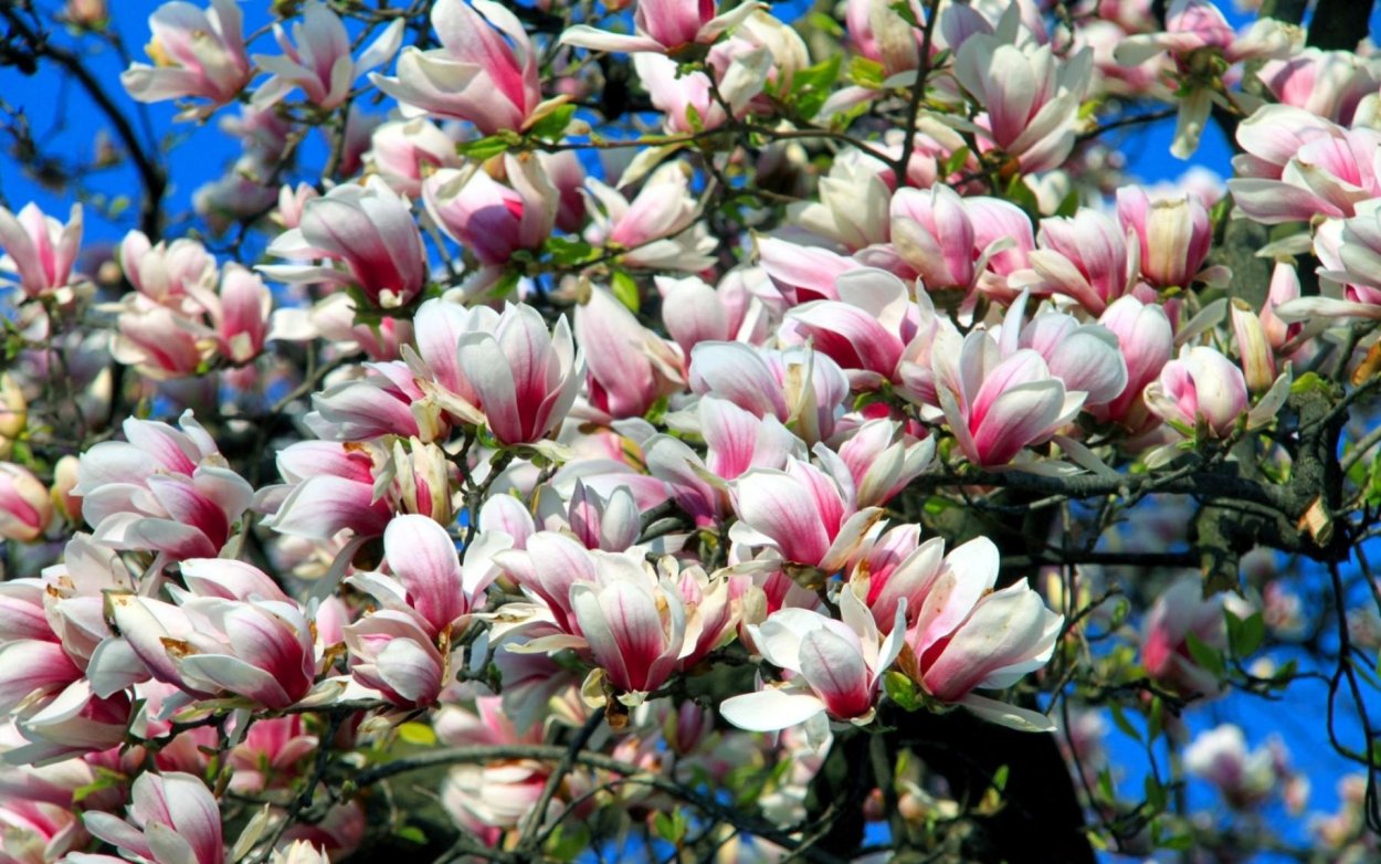 Цветущая Магнолия