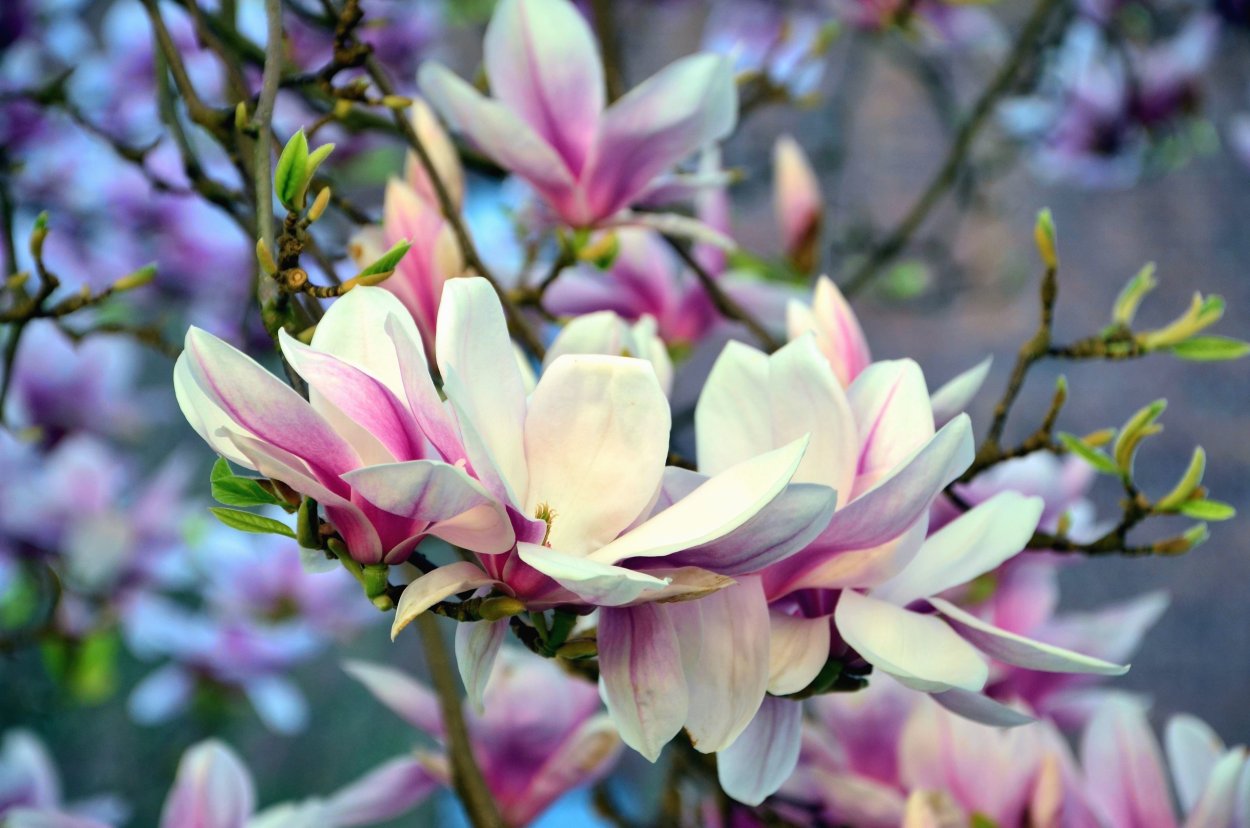 Цветы магнолии