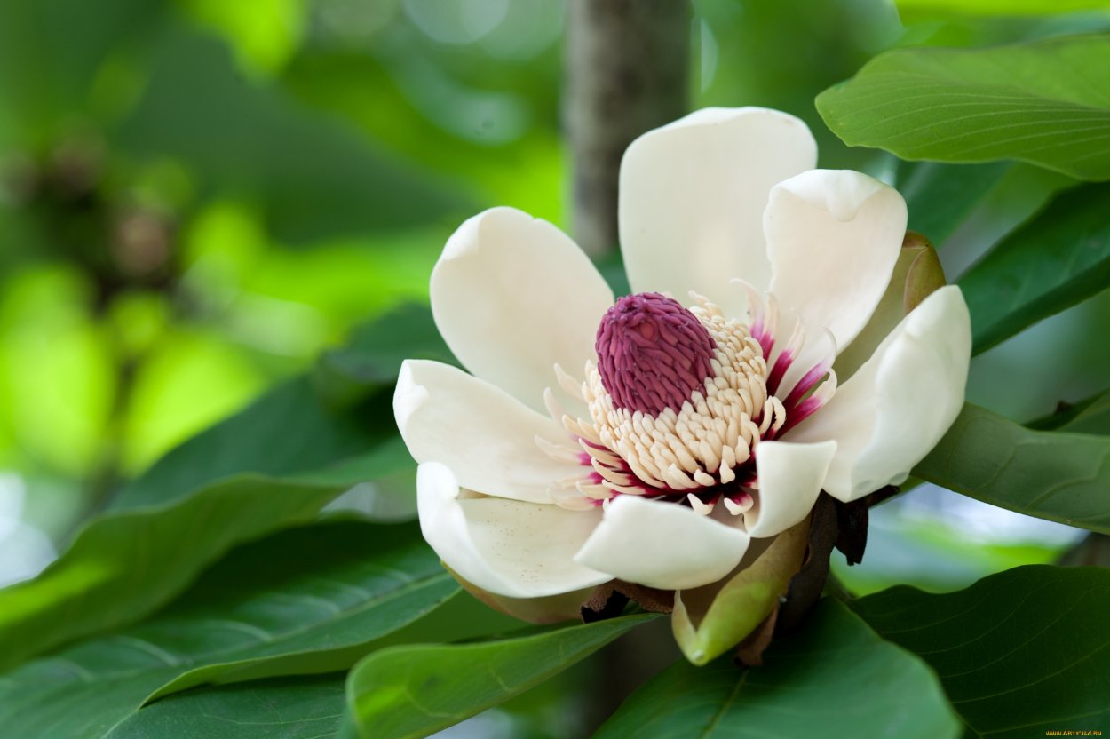 Магнолия крупноцветковая