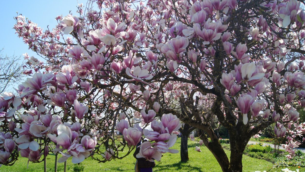 Магнолия розовая кустарниковая