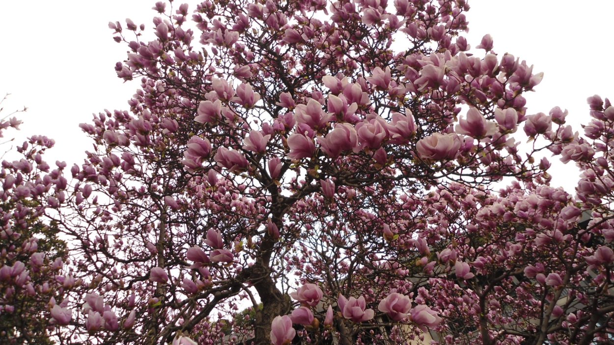 Японская Магнолия