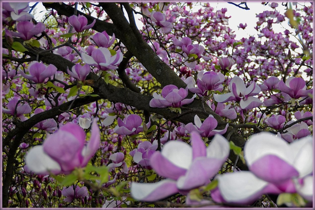 Магнолия Суланжа Геленджик
