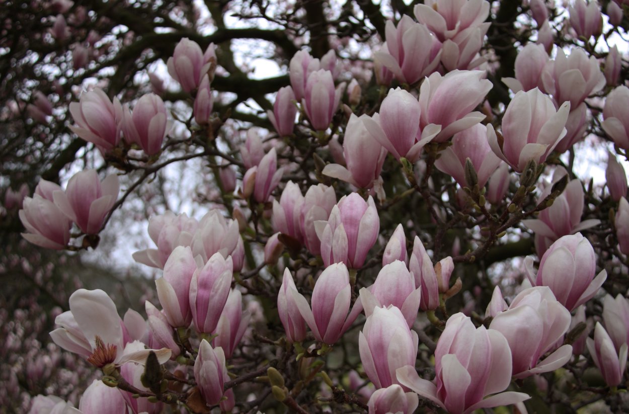 Лилейная Магнолия