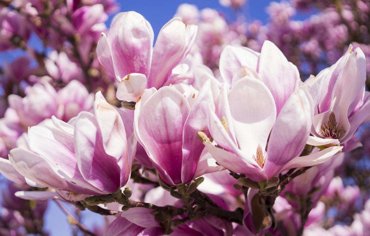 Магнолия фиолетовая