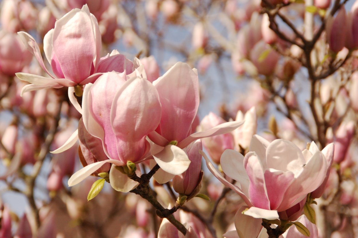 Магнолия дарахти