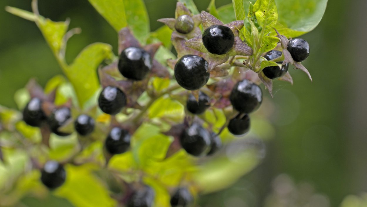 Красавка белладонна