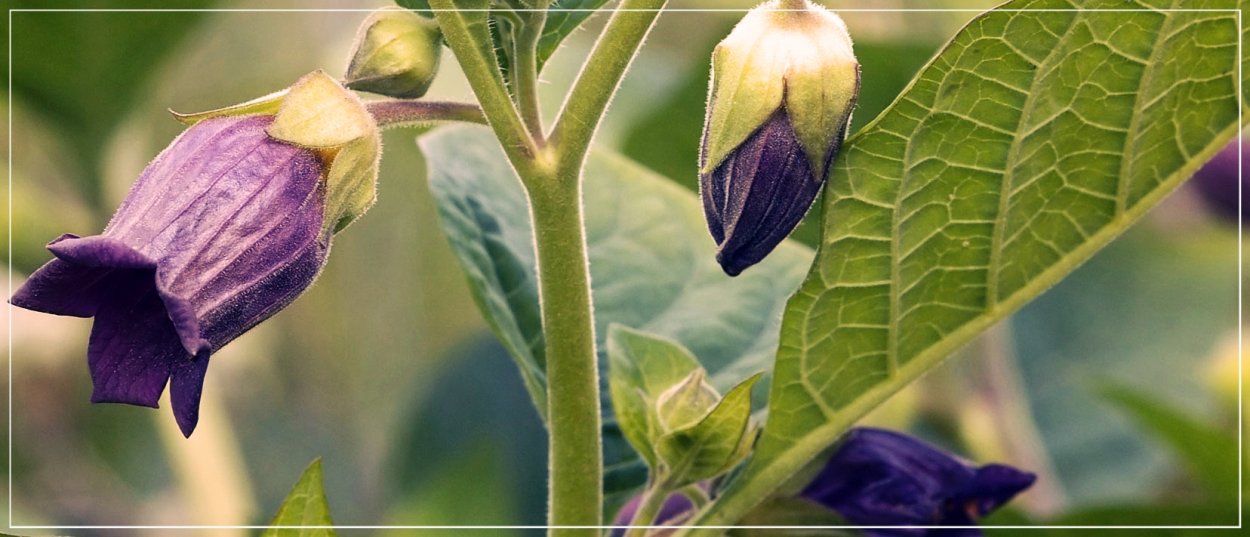 Красавка белладонна