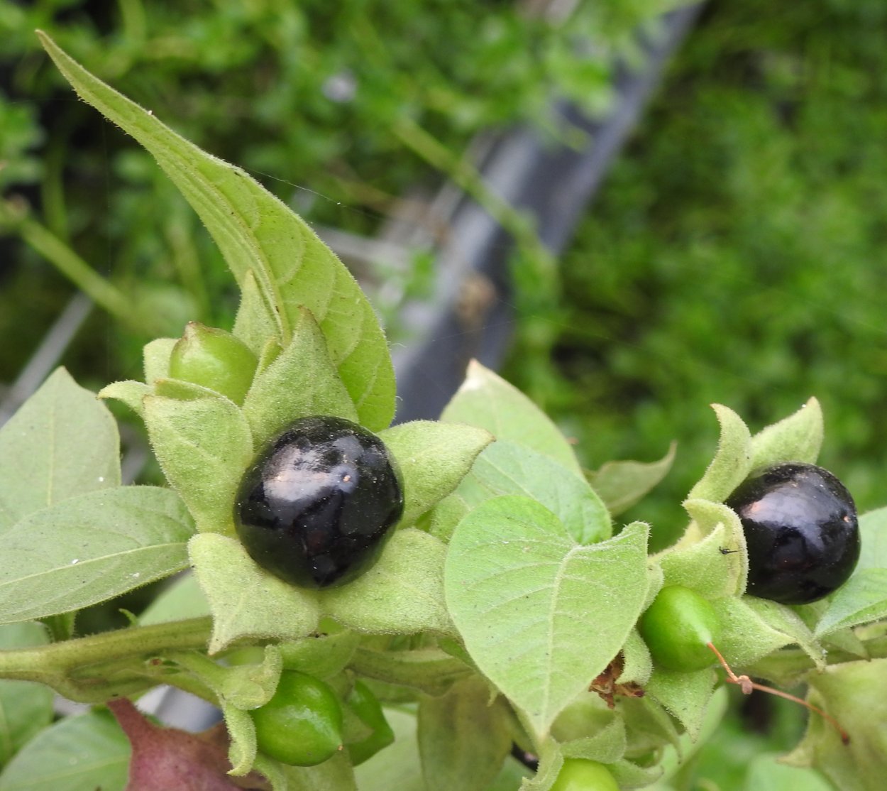 Семена белладонны