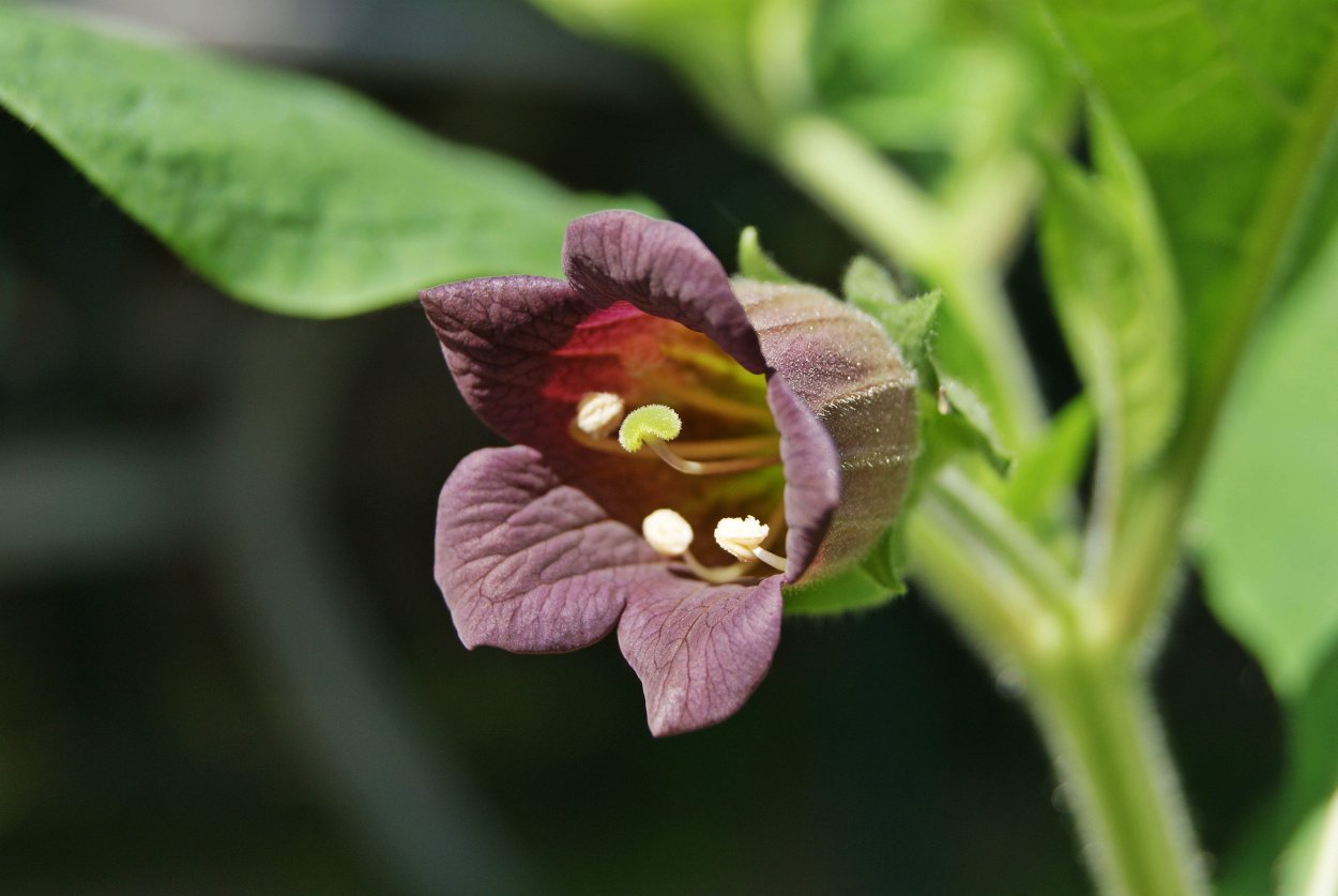 Красавка белладонна Atropa Belladonna