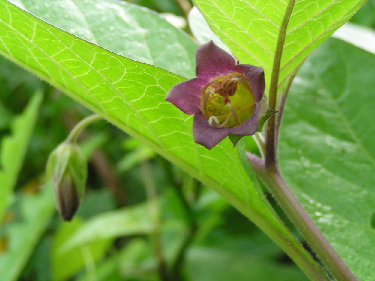 Белладонна гриб